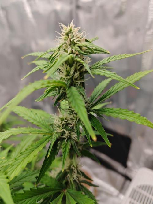 Stress Killer CBD Auto Royal Queen Seeds. Week 9 - Day 57