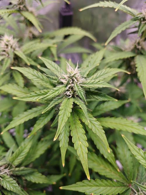 Stress Killer CBD Auto Royal Queen Seeds. Week 9 - Day 57