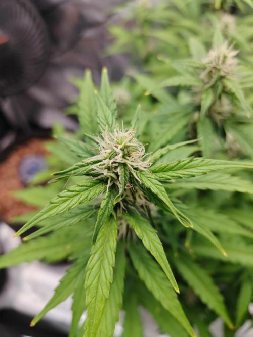 Stress Killer CBD Auto Royal Queen Seeds. Week 9 - Day 57