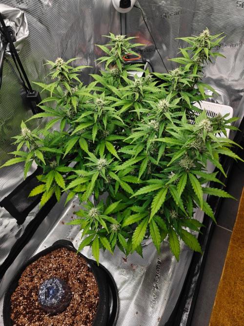 Stress Killer CBD Auto Royal Queen Seeds. Week 9 - Day 57