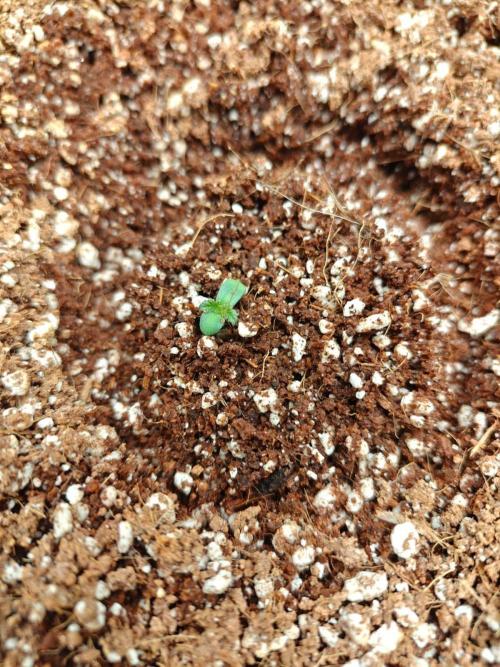 Royal CBDV auto by RQS in 3D printed pot. Week 1 - Day 1