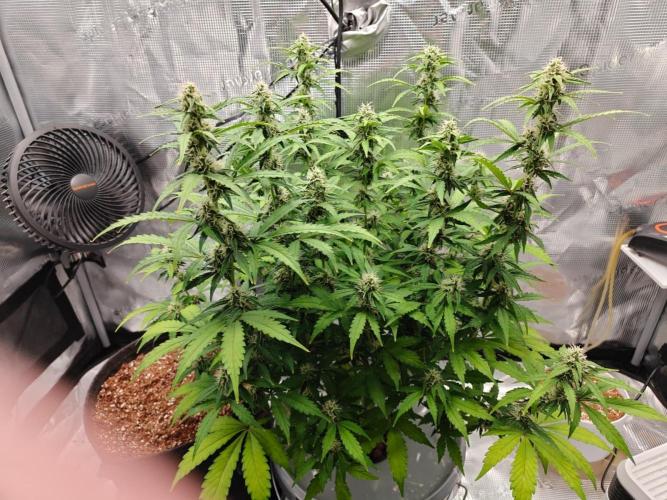 Stress Killer CBD Auto Royal Queen Seeds. Week 9 - Day 58