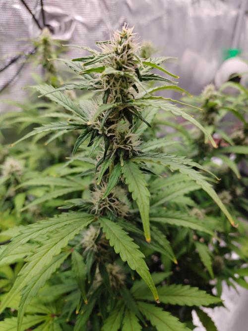 Stress Killer CBD Auto Royal Queen Seeds. Week 9 - Day 58