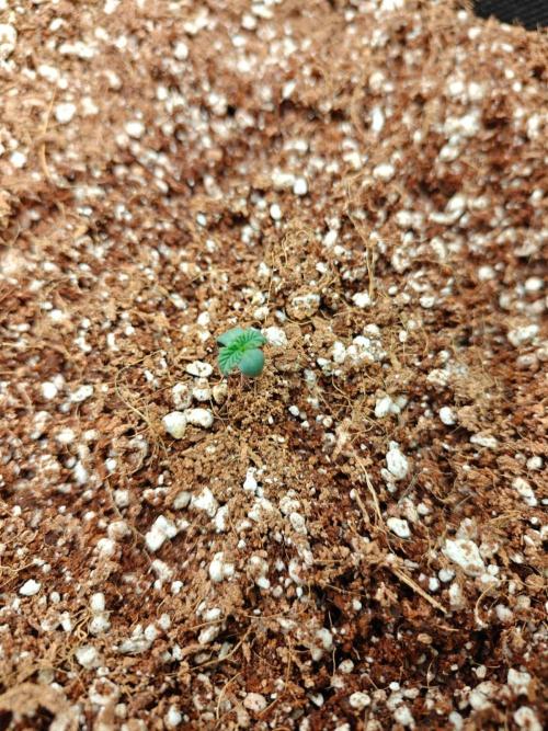 Royal CBDV auto by RQS in 3D printed pot. Week 1 - Day 2