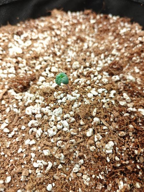 Royal CBDV auto by RQS in 3D printed pot. Week 1 - Day 3