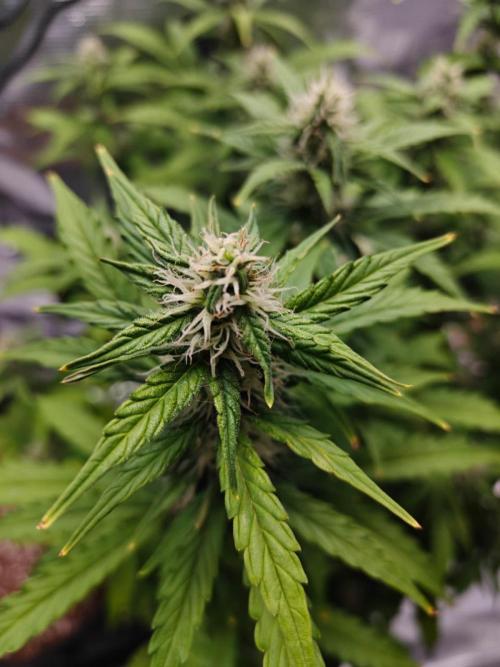 Stress Killer CBD Auto Royal Queen Seeds. Week 9 - Day 59