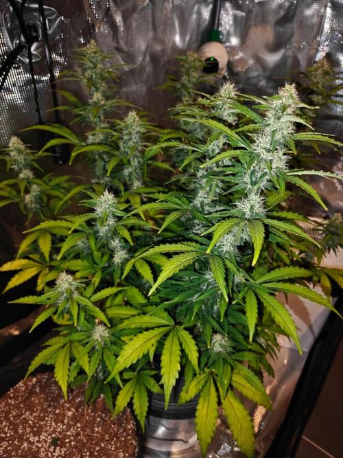 Stress Killer CBD Auto Royal Queen Seeds. Week 9 - Day 60