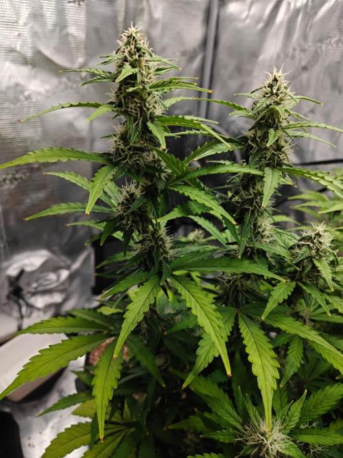 Stress Killer CBD Auto Royal Queen Seeds. Week 9