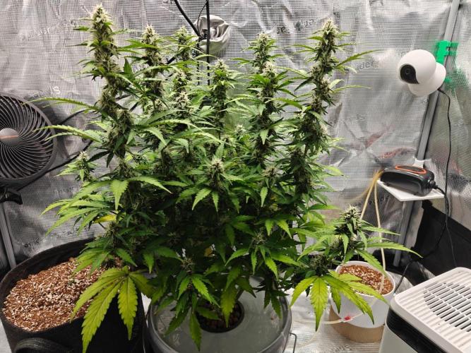 Stress Killer CBD Auto Royal Queen Seeds. Week 9