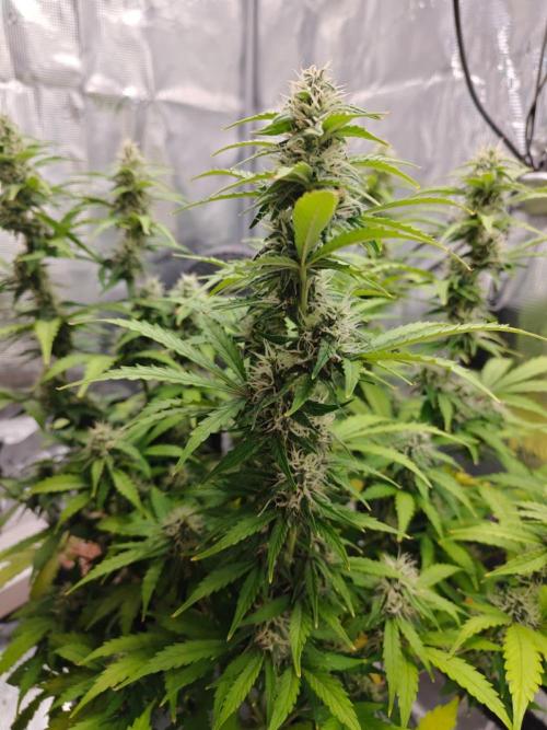 Stress Killer CBD Auto Royal Queen Seeds. Week 9 - Day 63