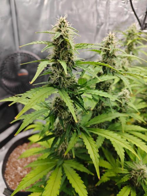 Stress Killer CBD Auto Royal Queen Seeds. Week 9 - Day 63