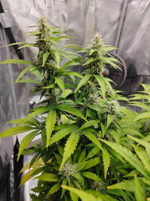 Stress Killer CBD Auto Royal Queen Seeds. Week 10 - Day 64
