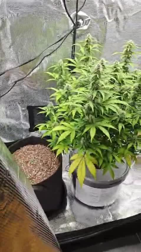 Stress Killer CBD Auto Royal Queen Seeds