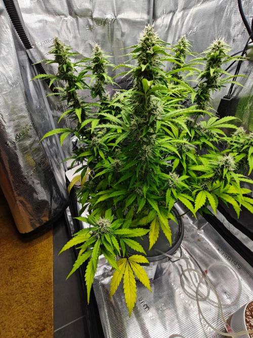 Stress Killer CBD Auto Royal Queen Seeds. Week 10 - Day 65