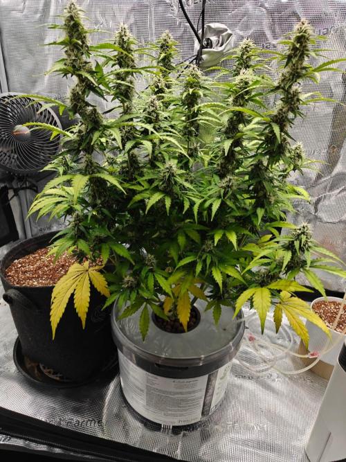 Stress Killer CBD Auto Royal Queen Seeds. Week 10 - Day 65