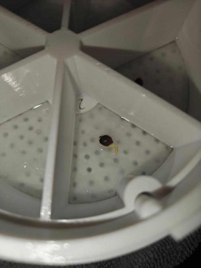 Cosmos F1 by RQS in coco. Week 0 - Germinated seed on 14/02/2026