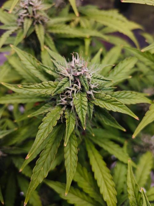 Stress Killer CBD Auto Royal Queen Seeds. Week 10 - Day 65