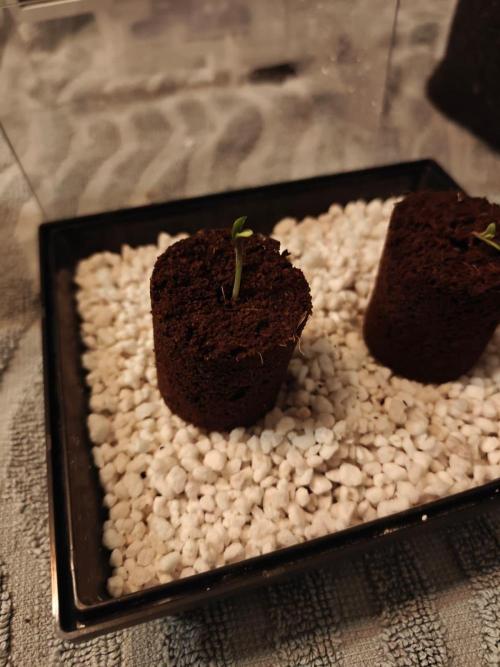 Cosmos F1 by RQS in coco. Week 0 - Sprouted on 16/02/2026