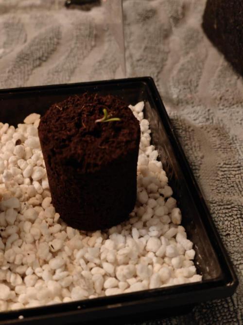 Royal CBDV auto by RQS in 3D printed pot. Week 0 - Sprouted on 16/02/2026