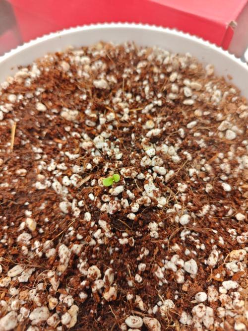 Royal CBDV auto by RQS in 3D printed pot. Week 0 - Moved to final pot on 16/06/2026