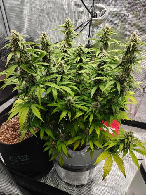 Stress Killer CBD Auto Royal Queen Seeds. Week 10 - Day 67