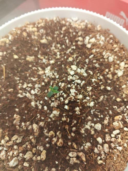 Royal CBDV auto by RQS in 3D printed pot. Week 1 - Day 1