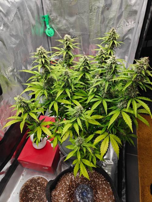 Stress Killer CBD Auto Royal Queen Seeds. Week 10 - Day 68