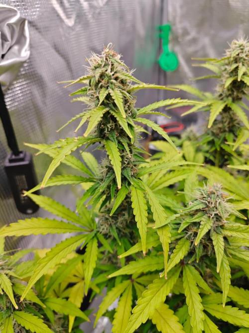 Stress Killer CBD Auto Royal Queen Seeds. Week 10 - Day 69