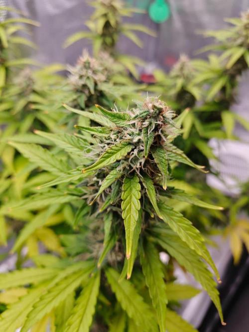 Stress Killer CBD Auto Royal Queen Seeds. Week 10 - Day 69