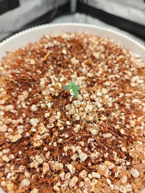 Royal CBDV auto by RQS in 3D printed pot. Week 1 - Day 2