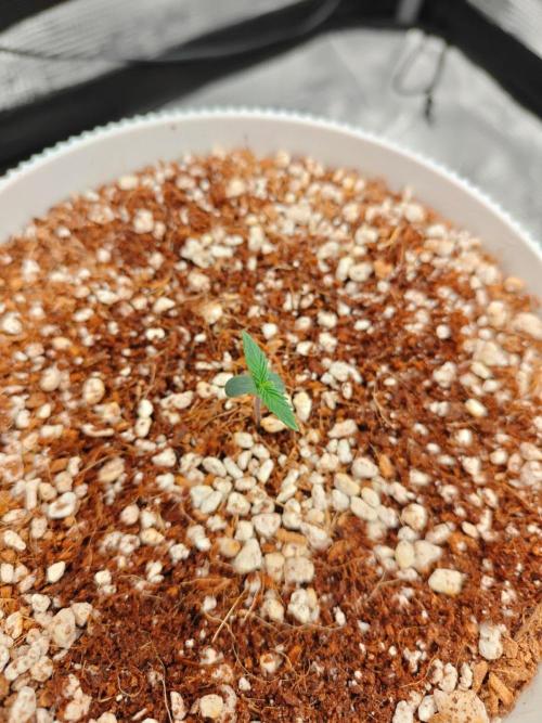 Royal CBDV auto by RQS in 3D printed pot. Week 1 - Day 3