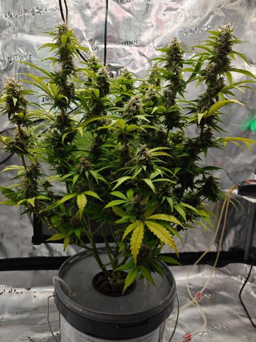 Stress Killer CBD Auto Royal Queen Seeds. Week 11 - Day 70