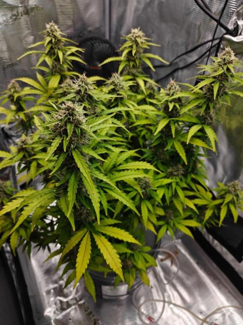 Stress Killer CBD Auto Royal Queen Seeds. Week 11 - Day 70