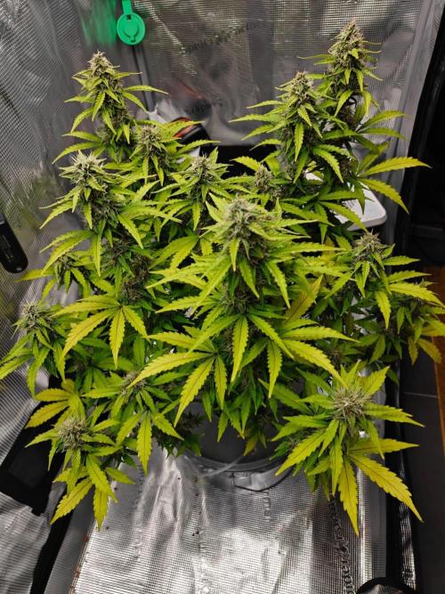 Stress Killer CBD Auto Royal Queen Seeds. Week 11 - Day 70