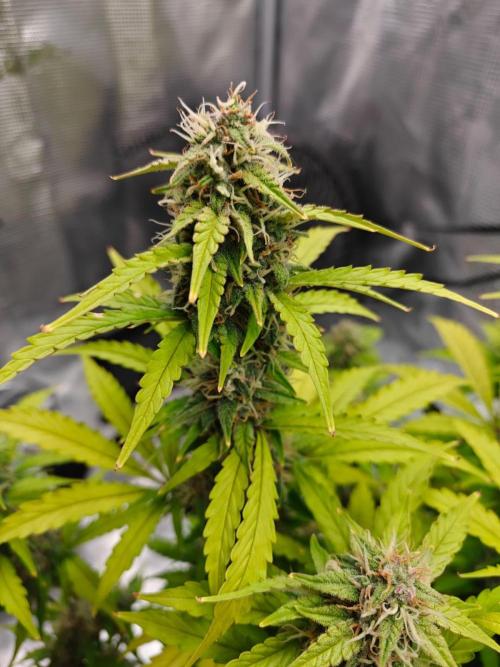 Stress Killer CBD Auto Royal Queen Seeds. Week 11 - Day 70