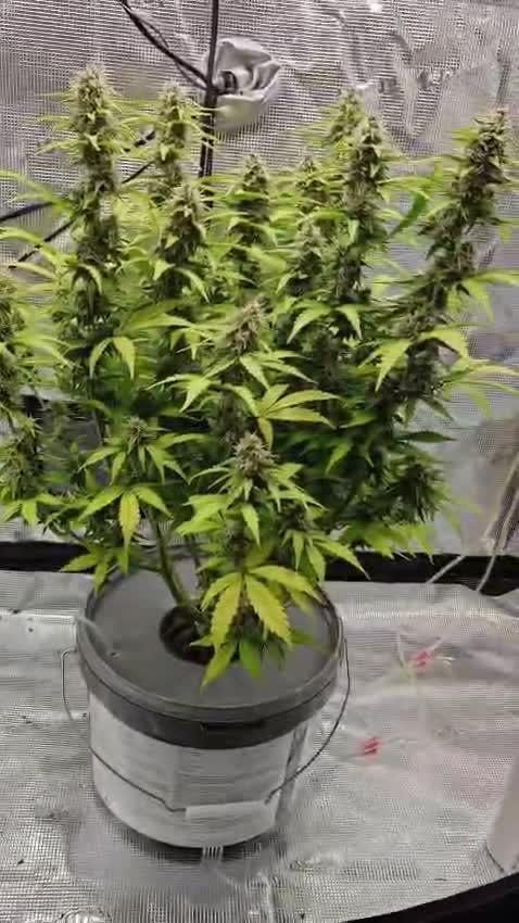 Stress Killer CBD Auto Royal Queen Seeds