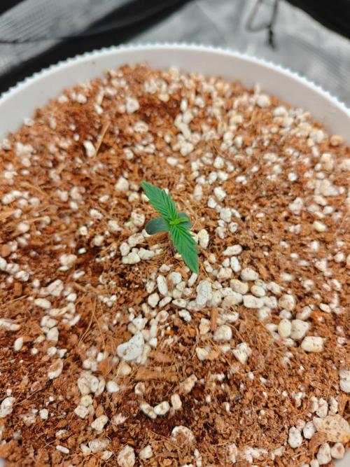 Royal CBDV auto by RQS in 3D printed pot. Week 1 - Day 4