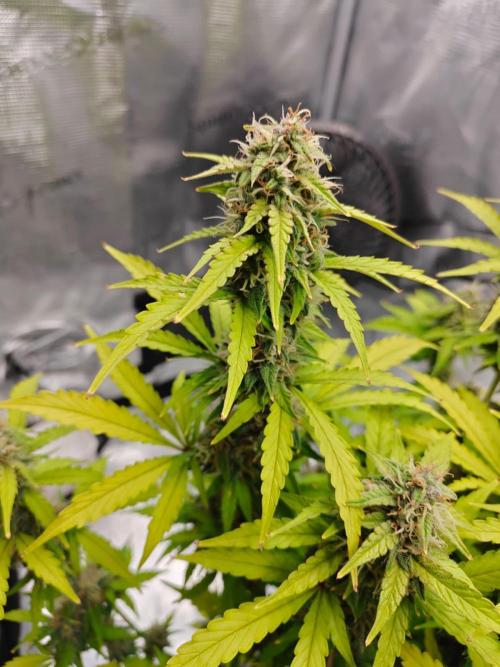 Stress Killer CBD Auto Royal Queen Seeds. Week 11 - Day 71