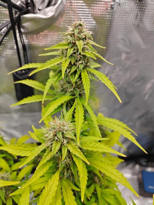 Stress Killer CBD Auto Royal Queen Seeds. Week 11 - Day 71