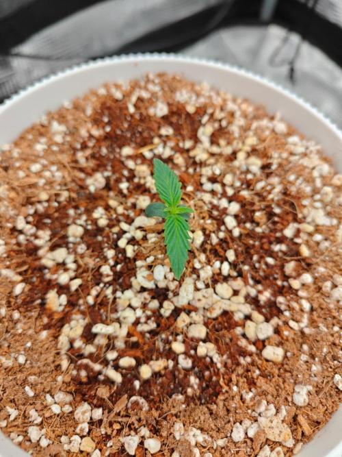 Royal CBDV auto by RQS in 3D printed pot. Week 1 - Day 5