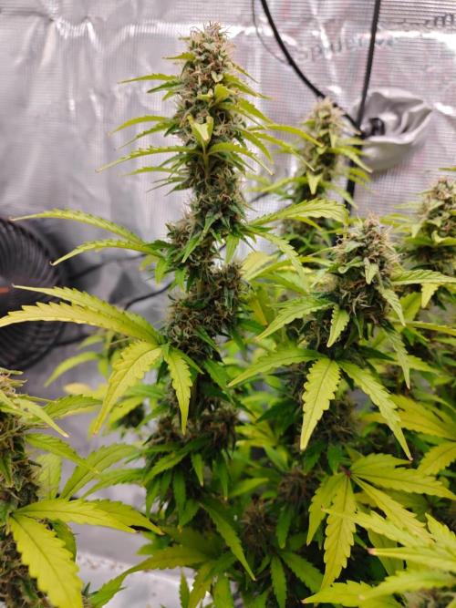 Stress Killer CBD Auto Royal Queen Seeds. Week 11 - Day 72