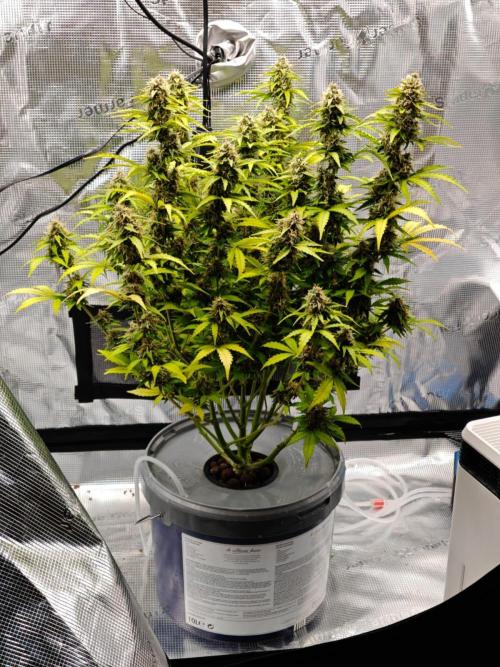 Stress Killer CBD Auto Royal Queen Seeds. Week 11 - Day 73