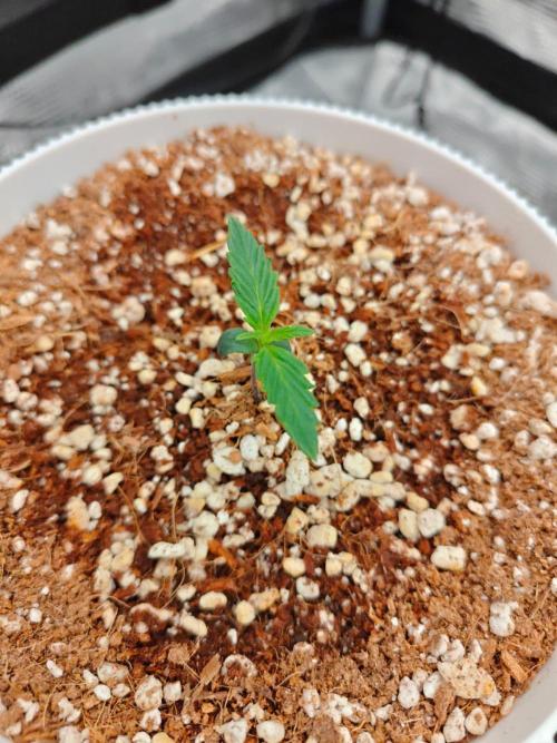 Royal CBDV auto by RQS in 3D printed pot. Week 1 - Day 6