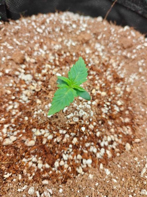 Cosmos F1 by RQS in coco. Week 1 - Day 6