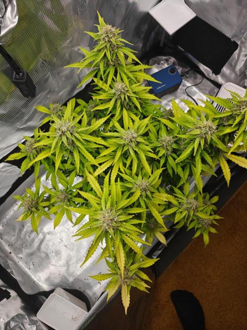 Stress Killer CBD Auto Royal Queen Seeds. Week 11 - Day 74