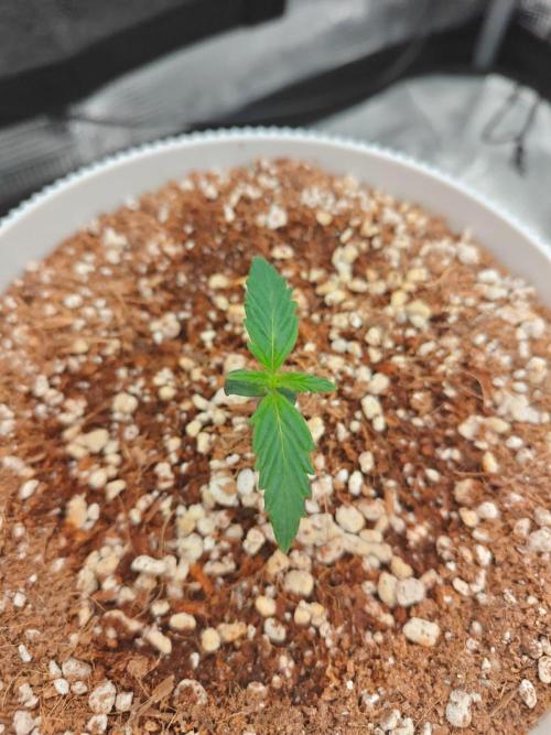 Royal CBDV auto by RQS in 3D printed pot. Week 1 - Day 7