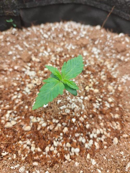 Cosmos F1 by RQS in coco. Week 1 - Day 7