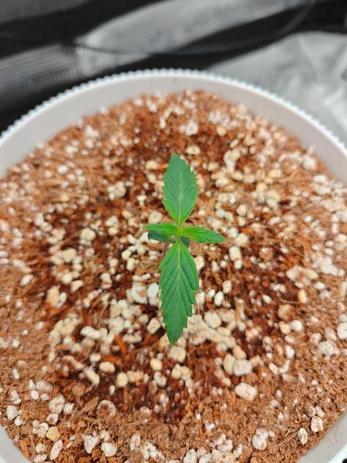 Royal CBDV auto by RQS in 3D printed pot. Week 2 - Day 8
