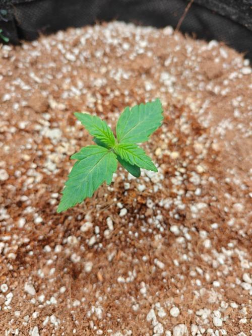 Cosmos F1 by RQS in coco. Week 2 - Day 8