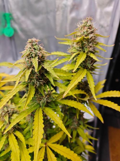 Stress Killer CBD Auto Royal Queen Seeds. Week 12 - Day 76
